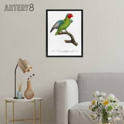 "Artery8 The Red Cheeked Parrot Francois Levaillant Framed Canvas Wall Art in White - Size: W24"" x H32""" - thumbnail 3