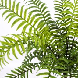 Leaf Artificial Fern Plant Realistic 50cm Artificial Boston Fronded Fern Plant Botanik in Green - thumbnail 2