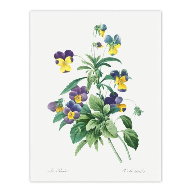 "Artery8 Wild Pansy Flower Illustration Redoute Vintage Wall Art Print Poster in White - Size: W12"" x H16""" - image 1