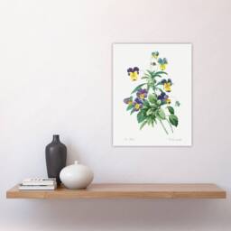 "Artery8 Wild Pansy Flower Illustration Redoute Vintage Wall Art Print Poster in White - Size: W12"" x H16""" - thumbnail 4