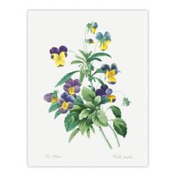 "Artery8 Wild Pansy Flower Illustration Redoute Vintage Wall Art Print Poster in White - Size: W12"" x H16""" - thumbnail 1