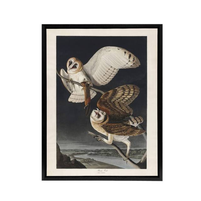 "Artery8 Birds of America Barn Owl Audubon Nature Black Framed Canvas Wall Art in Grey - Size: W12"" x H16""" - image 1