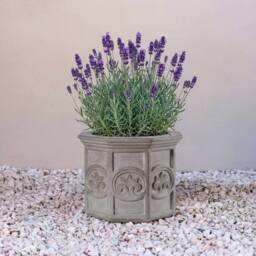 Primrose Galgano Hexagon Shaped Concrete Planter in Grey - Size: Small - thumbnail 3