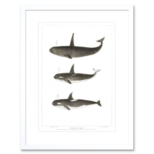 "Artery8 Wall Art Print Orca Killer Whales Art Framed 9x7 inch in White - Size: W7"" x H9""" - image 1