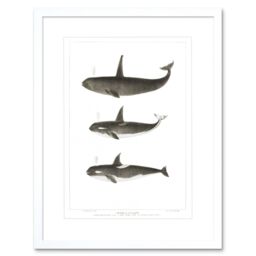 "Artery8 Wall Art Print Orca Killer Whales Art Framed 9x7 inch in White - Size: W7"" x H9""" - thumbnail 1
