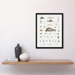 "Artery8 Snail varieties & shells Augustus Gould Framed Wall Art Print in White - Size: W12"" x H16""" - thumbnail 4