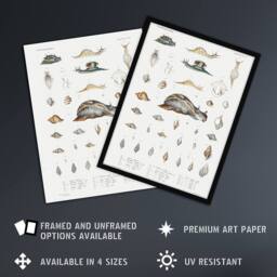 "Artery8 Snail varieties & shells Augustus Gould Framed Wall Art Print in White - Size: W12"" x H16""" - thumbnail 2