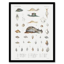 "Artery8 Snail varieties & shells Augustus Gould Framed Wall Art Print in White - Size: W12"" x H16""" - thumbnail 1