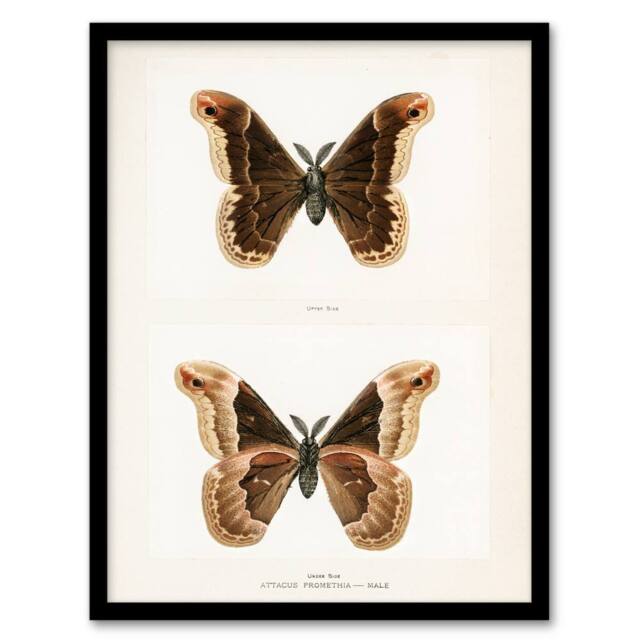 Artery8 Sherman Denton Framed Wall Art Print Promethea Silkmoth Male in White - Size: A4 - image 1