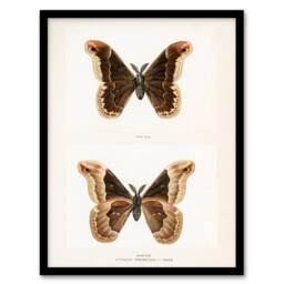 Artery8 Sherman Denton Framed Wall Art Print Promethea Silkmoth Male in White - Size: A4 - thumbnail 1