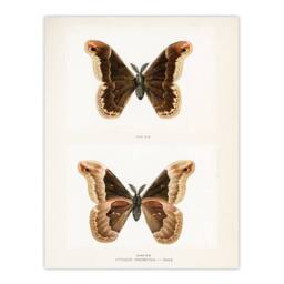 Artery8 Sherman Denton Framed Wall Art Print Promethea Silkmoth Male in White - Size: A4 - thumbnail 3