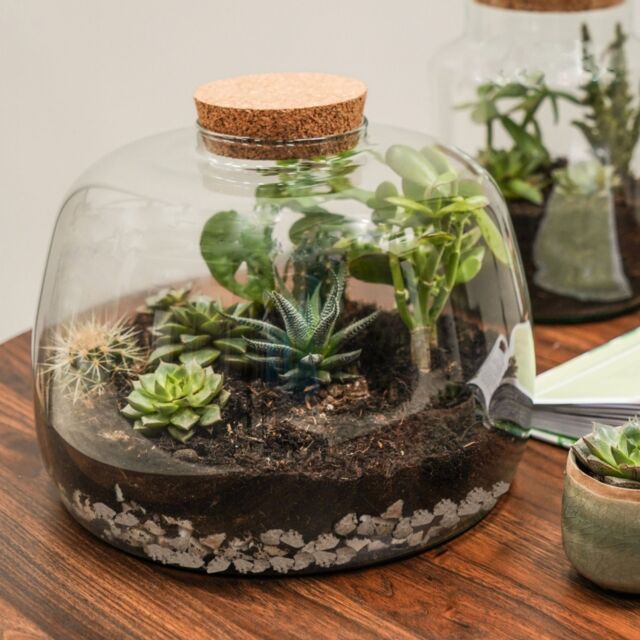 Ivyline Bowl Shape Large Terrarium DIY Kit H23cm D30cm- Perfect for gifting in Clear - image 1
