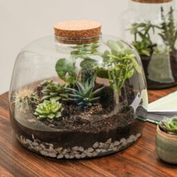 Ivyline Bowl Shape Large Terrarium DIY Kit H23cm D30cm- Perfect for gifting in Clear