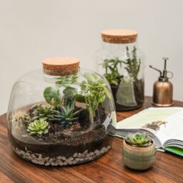 Ivyline Bowl Shape Large Terrarium DIY Kit H23cm D30cm- Perfect for gifting in Clear - thumbnail 6