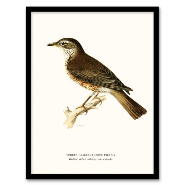 Artery8 Von Wright Brothers Framed Wall Art Print Redwing Bird Turdus Iliacus in White - Size: A4 - image 1