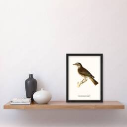 Artery8 Von Wright Brothers Framed Wall Art Print Redwing Bird Turdus Iliacus in White - Size: A4 - thumbnail 2