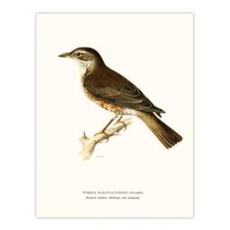 Artery8 Von Wright Brothers Framed Wall Art Print Redwing Bird Turdus Iliacus in White - Size: A4 - thumbnail 3