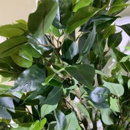 Leaf 100cm Premium Artificial Ficus Twist Tree Copper Planter in Green - thumbnail 4