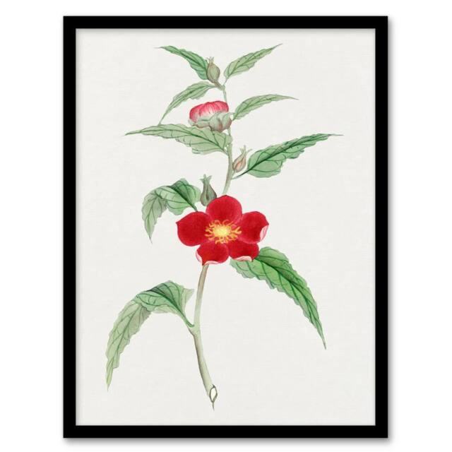 Artery8 Vintage Japan Botanical Framed Wall Art Print Pomegranate Flower in Green - Size: A4 - image 1