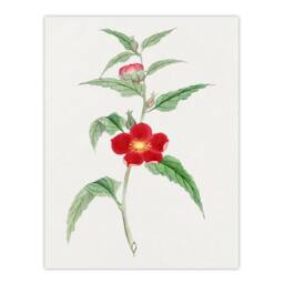 Artery8 Vintage Japan Botanical Framed Wall Art Print Pomegranate Flower in Green - Size: A4 - thumbnail 3