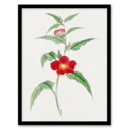 Artery8 Vintage Japan Botanical Framed Wall Art Print Pomegranate Flower in Green - Size: A4 - thumbnail 1