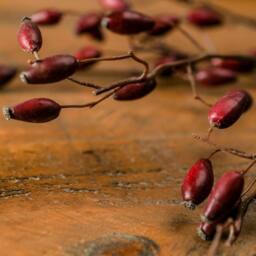 Wyld Haus Set of 3 Burgundy Rosehip Artificial Stems in Red - thumbnail 5