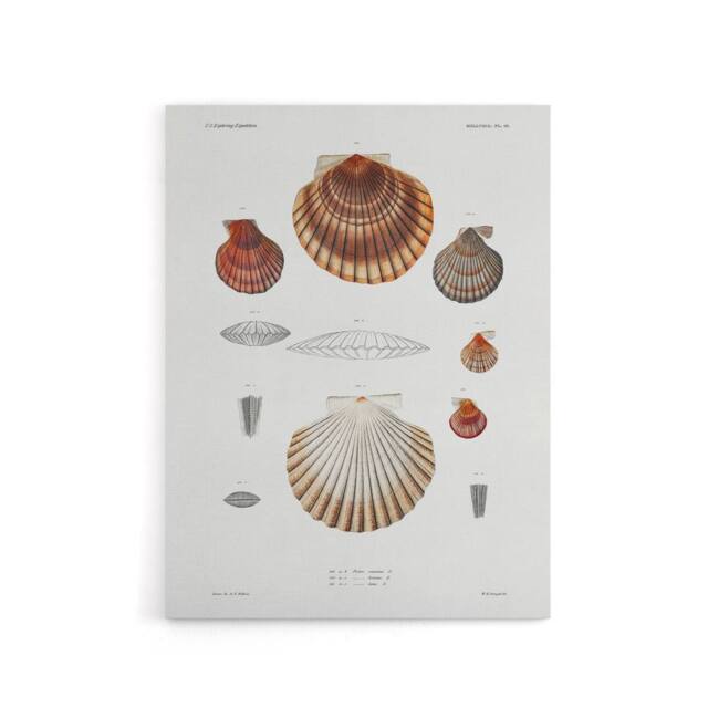 "Artery8 Clam shell varieties Augustus Gould Canvas Wall Art Print in White - Size: W18"" x H24""" - image 1
