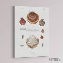 "Artery8 Clam shell varieties Augustus Gould Canvas Wall Art Print in White - Size: W18"" x H24""" - thumbnail 2