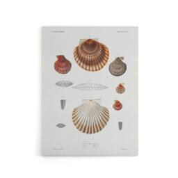 "Artery8 Clam shell varieties Augustus Gould Canvas Wall Art Print in White - Size: W18"" x H24""" - thumbnail 1