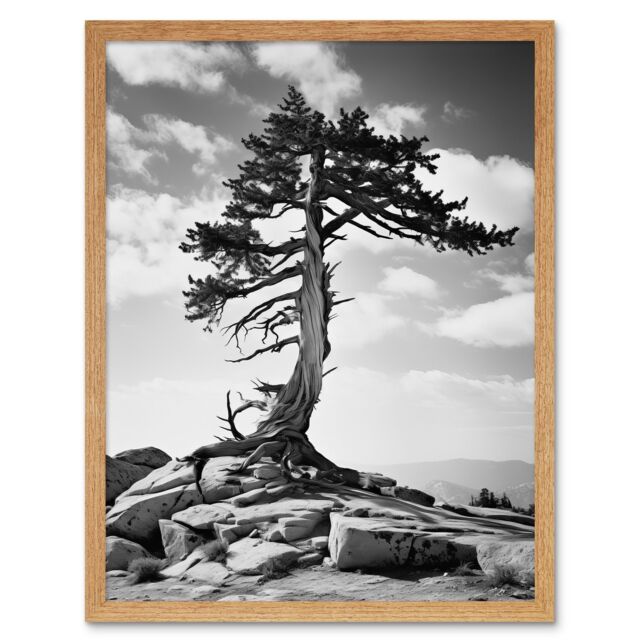 "Artery8 Wall Art Print Weathered Jeffrey Pine Standing on a Rocky Hill Black & White Photograph Lone Tree Art Framed in Light Oak - Size: W12"" x H16""" - image 1