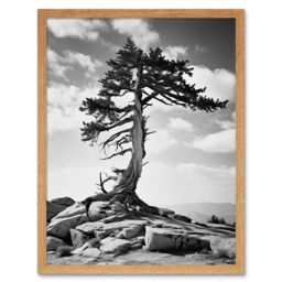 "Artery8 Wall Art Print Weathered Jeffrey Pine Standing on a Rocky Hill Black & White Photograph Lone Tree Art Framed in Light Oak - Size: W12"" x H16""" - thumbnail 1