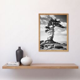 "Artery8 Wall Art Print Weathered Jeffrey Pine Standing on a Rocky Hill Black & White Photograph Lone Tree Art Framed in Light Oak - Size: W12"" x H16""" - thumbnail 2