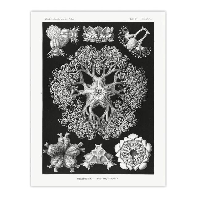 "Artery8 Ophiodea Brittle Stars Haeckel Botanical Wall Art Print Poster in Black - Size: W24"" x H32""" - image 1