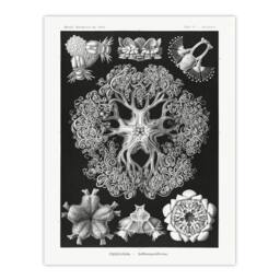 "Artery8 Ophiodea Brittle Stars Haeckel Botanical Wall Art Print Poster in Black - Size: W24"" x H32""" - thumbnail 1