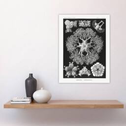 "Artery8 Ophiodea Brittle Stars Haeckel Botanical Wall Art Print Poster in Black - Size: W24"" x H32""" - thumbnail 4