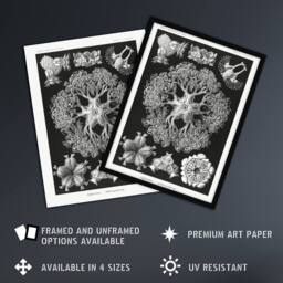 "Artery8 Ophiodea Brittle Stars Haeckel Botanical Wall Art Print Poster in Black - Size: W24"" x H32""" - thumbnail 2