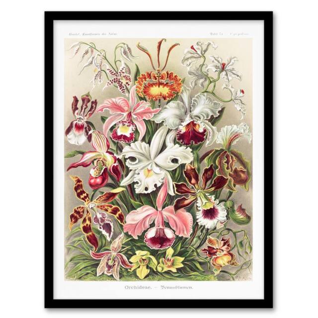 Artery8 Ernst Haeckel Framed Wall Art Print Orchid Flower Colourful Varieties - Size: A4 - image 1