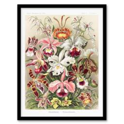 Artery8 Ernst Haeckel Framed Wall Art Print Orchid Flower Colourful Varieties - Size: A4 - thumbnail 1