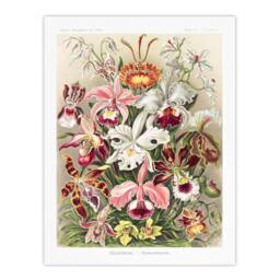 Artery8 Ernst Haeckel Framed Wall Art Print Orchid Flower Colourful Varieties - Size: A4 - thumbnail 3