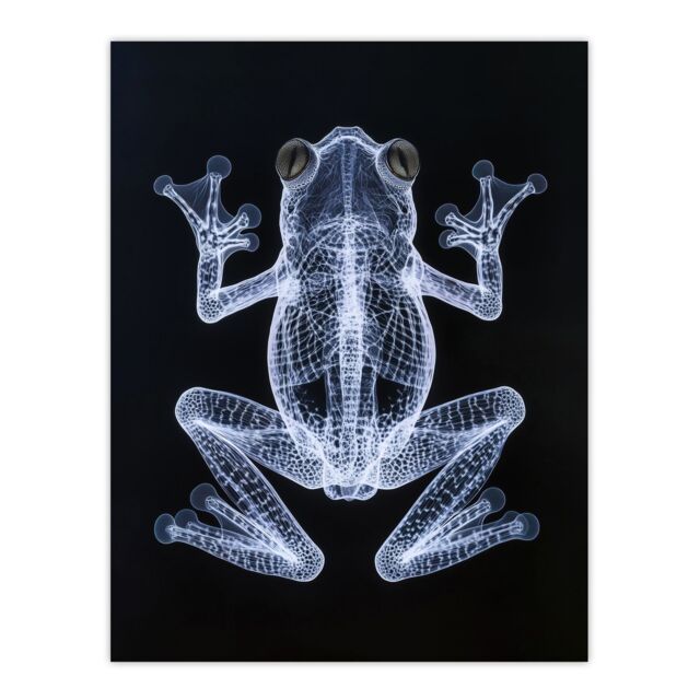 "Artery8 Frog Detailed Dark Luminescent Xray Effect Wall Art Print in Black - Size: W24"" x H32""" - image 1
