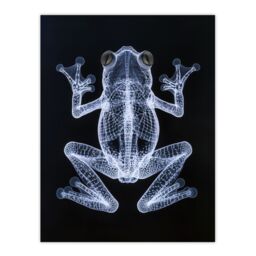 "Artery8 Frog Detailed Dark Luminescent Xray Effect Wall Art Print in Black - Size: W24"" x H32""" - thumbnail 1