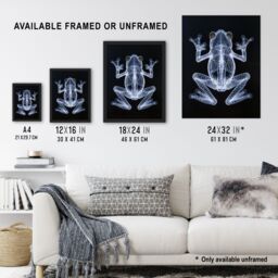 "Artery8 Frog Detailed Dark Luminescent Xray Effect Wall Art Print in Black - Size: W24"" x H32""" - thumbnail 3