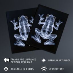 "Artery8 Frog Detailed Dark Luminescent Xray Effect Wall Art Print in Black - Size: W24"" x H32""" - thumbnail 2