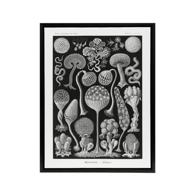 "Artery8 Intricate Slime Molds Haeckel Botanical Black Framed Canvas Wall Art - Size: W24"" x H32""" - image 1