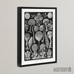 "Artery8 Intricate Slime Molds Haeckel Botanical Black Framed Canvas Wall Art - Size: W24"" x H32""" - thumbnail 2