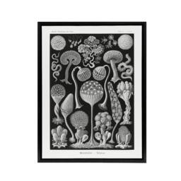 "Artery8 Intricate Slime Molds Haeckel Botanical Black Framed Canvas Wall Art - Size: W24"" x H32""" - thumbnail 1