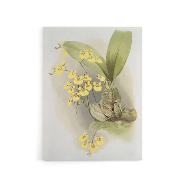 "Artery8 Frederick Sander Turtle Shell Orchid Flowers Canvas Wall Art Print - Size: W12"" x H16""" - image 1