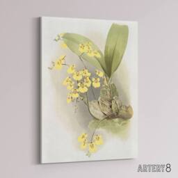 "Artery8 Frederick Sander Turtle Shell Orchid Flowers Canvas Wall Art Print - Size: W12"" x H16""" - thumbnail 2