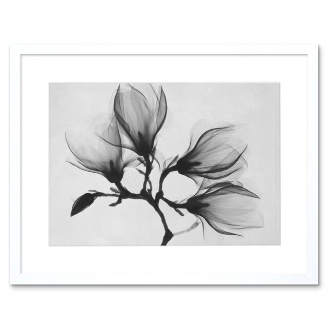 "Artery8 Wall Art Print Magnolia Branch Xray Photo Art Black Framed 9x7 inch in White - Size: W7"" x H9""" - image 1