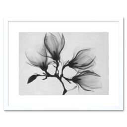 "Artery8 Wall Art Print Magnolia Branch Xray Photo Art Black Framed 9x7 inch in White - Size: W7"" x H9""" - thumbnail 1